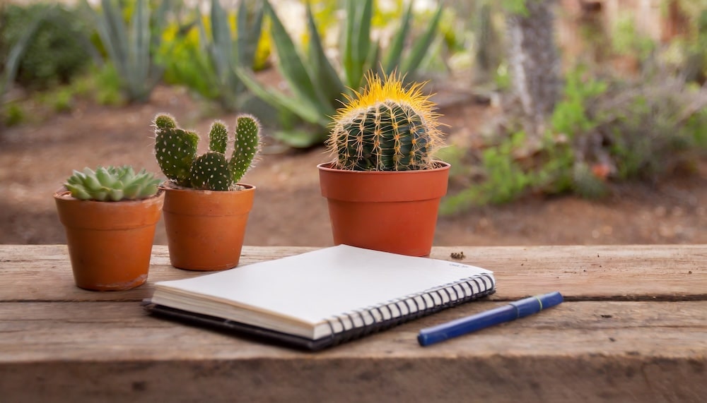 A rustic wooden table displaying cactus plants and a notebook.